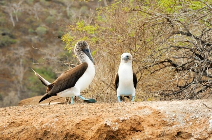 does butomart uses albatross america inc
